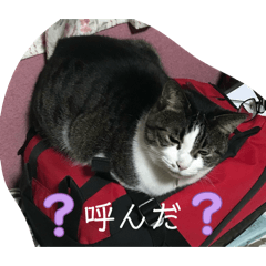 marisuke_20260506162706