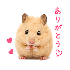 Round Hamster Daily Stickers
