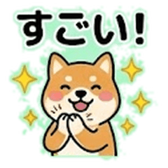 Daily Shiba: Cute & Useful Dog