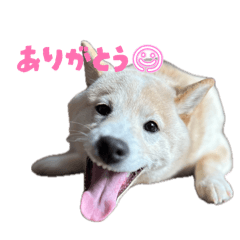 po_20260506085922
