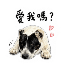 中亞牧羊犬-咪醬