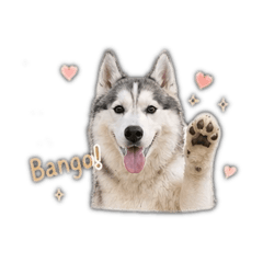 肥肥bang o