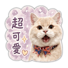 夏娃貓舍的日常用語