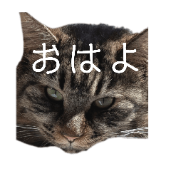 ringokun510_20260506101543