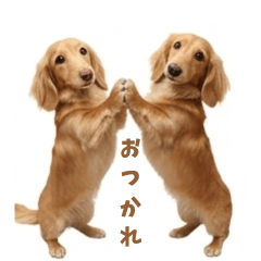 Cute Dachshund Daily Stickers11