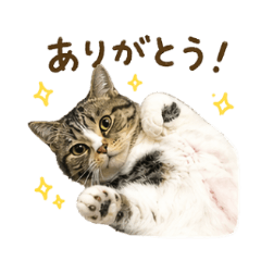 Leo the Savage Cat Stickers
