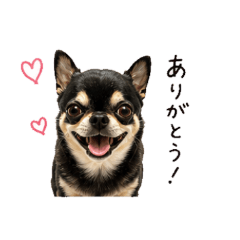 Emergency Chihuahua Stickers