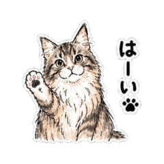 Fluffy Long-haired Cat