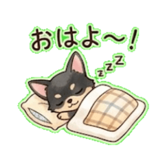 Chihuahua Daily Chat Stickers