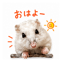 Yuki the Hamster