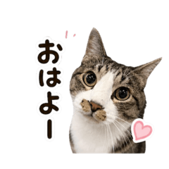 goro_20260506102741