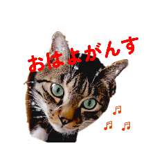 kojisaku_20260506102558