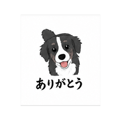 Border Collie COCO
