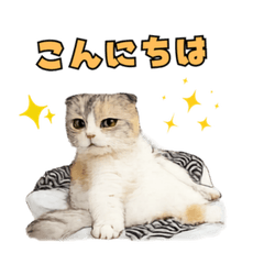 Addictive Fluffy Cat Reaction Stickers