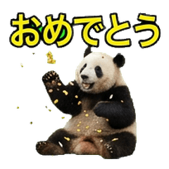 Realistic Panda Celebration Deluxe