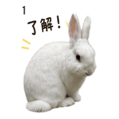 Buhhi Chan Daily White Rabbit Stickers