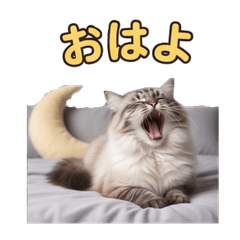 Real Chipitan (Siberian)