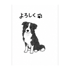 Border Collie COCO vol.2