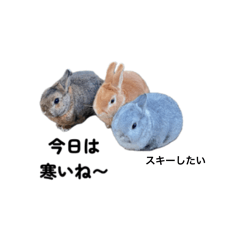 rabbit home_20260506104518