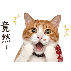 旺財上班了