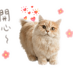 ♡魚子醬&阿莉絲♡