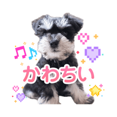 Pepe_20260506105816