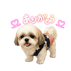 coco stamp2026.5.6