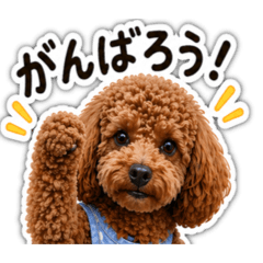 Ohana_20260506175139