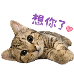 萌萌喵芒果
