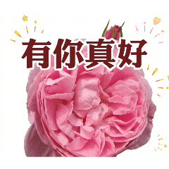 【溫馨花卉】問候必備平安祝福語40張精選集