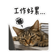 胖胖左邊的小秘密