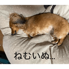 saru_3193
