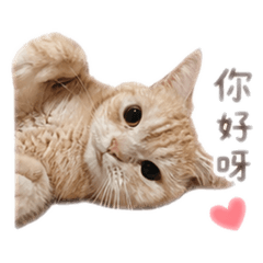 我的名字叫布丁❤️美短的貓貓日常