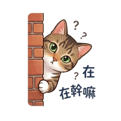 小斑貓香檳來了1
