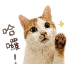 罵罵丸の日常