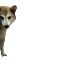 kawaiisuzuchama