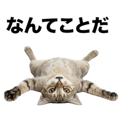 Real Singapura Cat Life