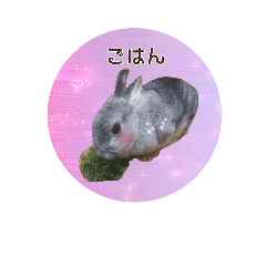 grayrabbit