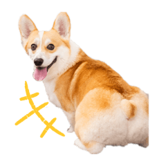 corgi mirach_20260506191635