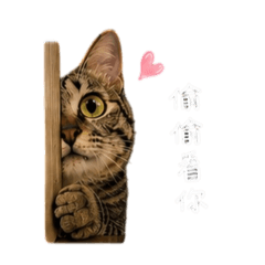 蛋黃初登場