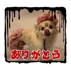 Kocyamaru-DX_20260506133353