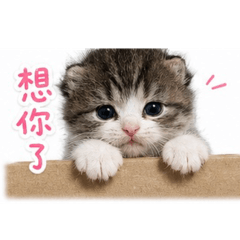 公主喵喵語錄 ✨