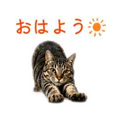 ocha_20260506140148