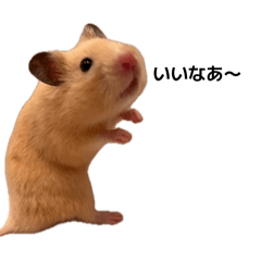 Umi_hamster_20260506200829