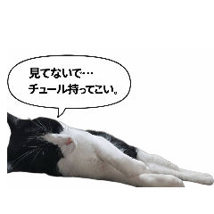 tamapon_20260506201141