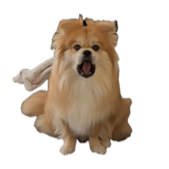 POST DOG