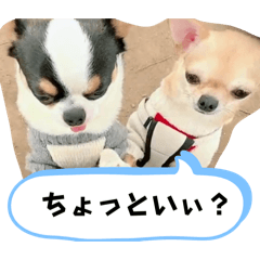 Shiny_20260506145311