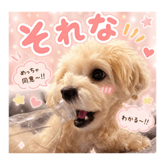 shinba_20260506145906
