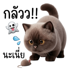 Double-chinned Siamese Cat