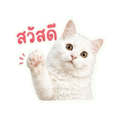apirat pop_20260501065249